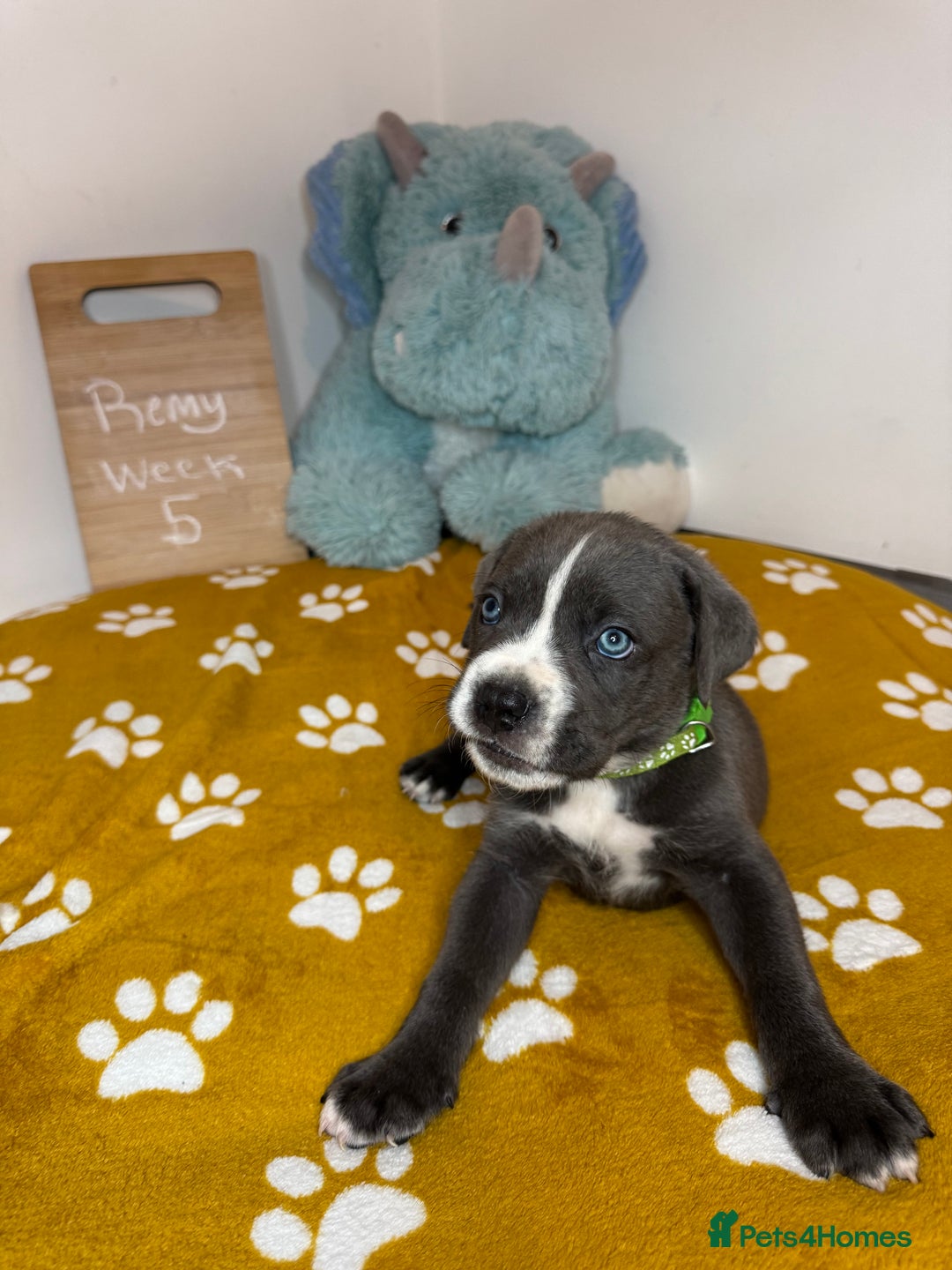Cane Corso dogs for sale: Cane corso puppies for sale  - Image 33