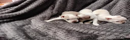 Boston Terrier dogs for sale: 6 beautiful Boston  - Advert 14