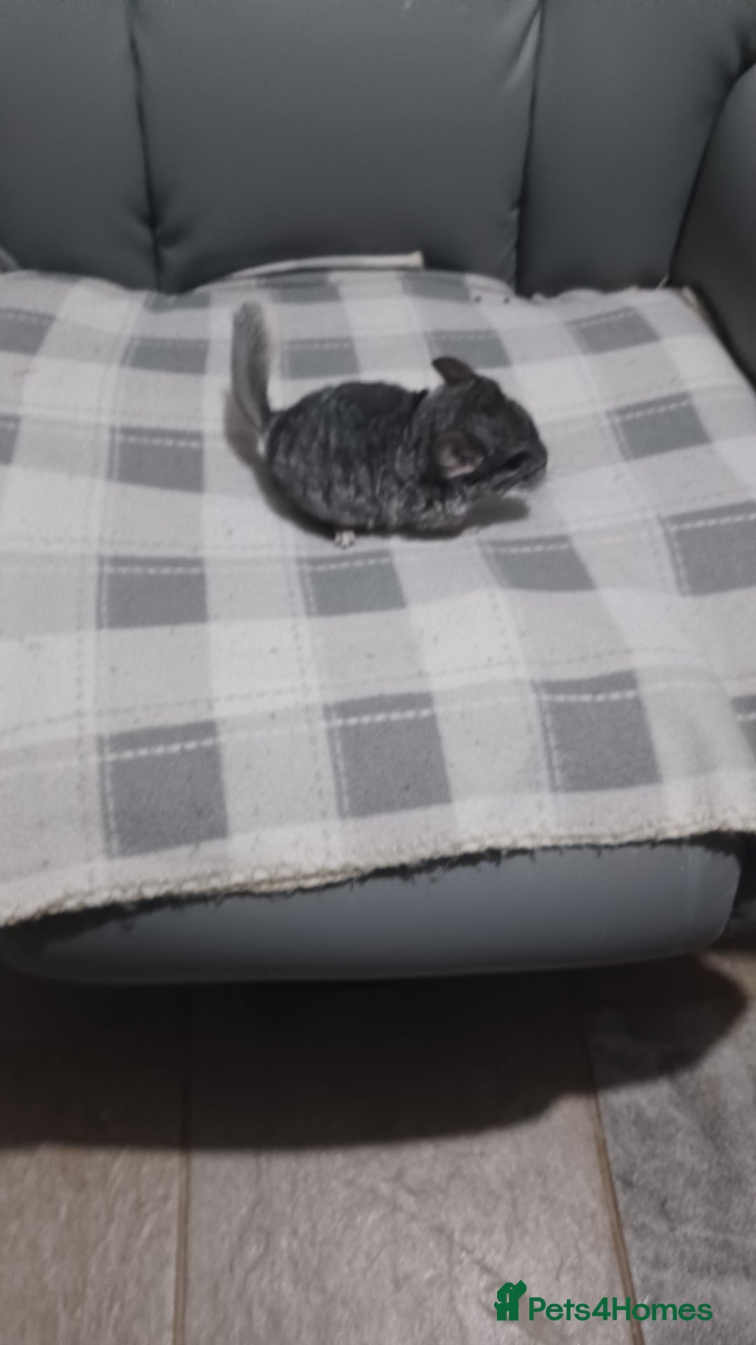 Chinchilla rodents for sale: Chinchilla kits to reserve  - Advert 19