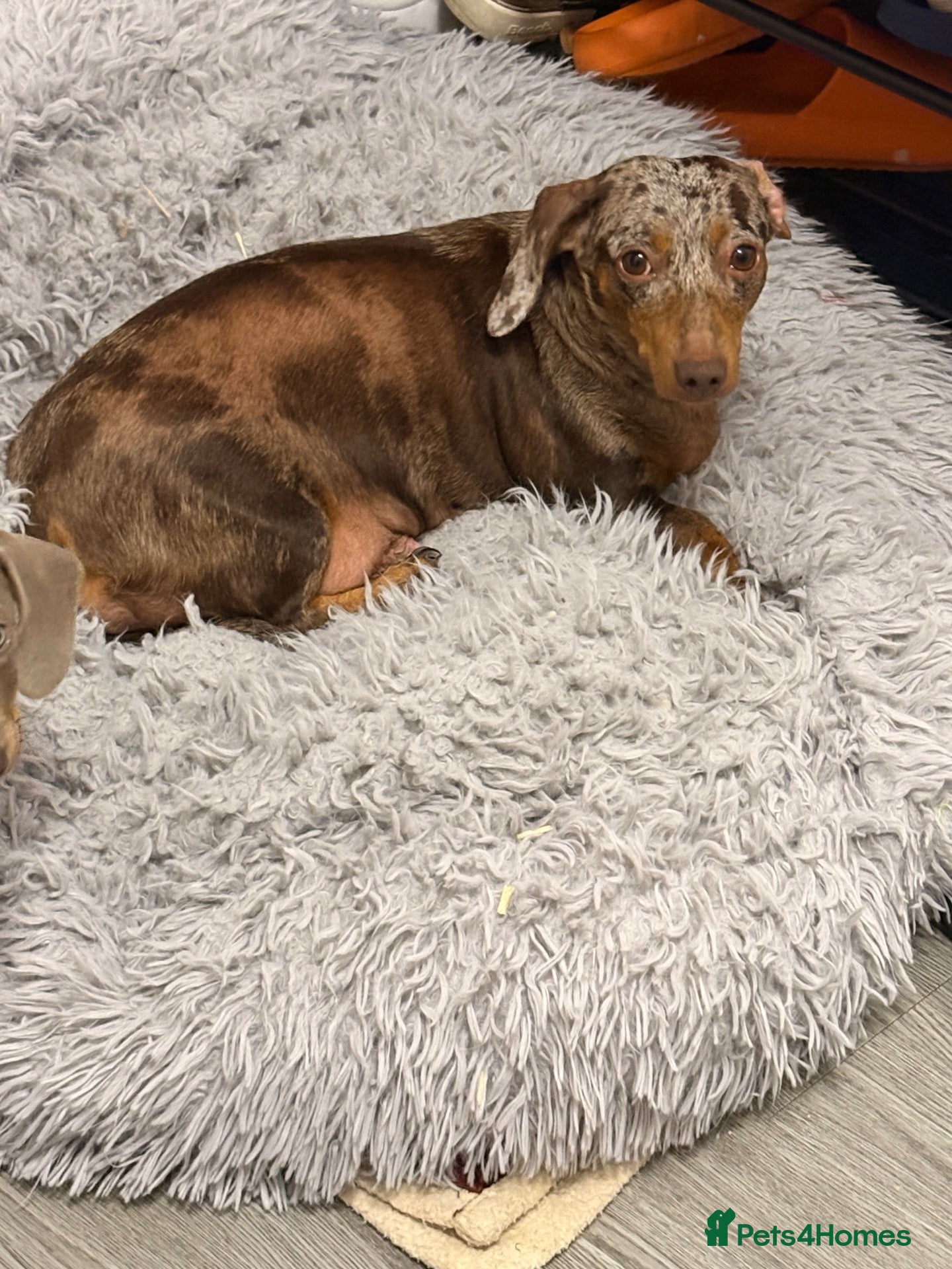 Miniature Dachshund dogs Gorgeous Chocolate & Dapple Dachshund Puppies 🐶🤎 - Advert 2
