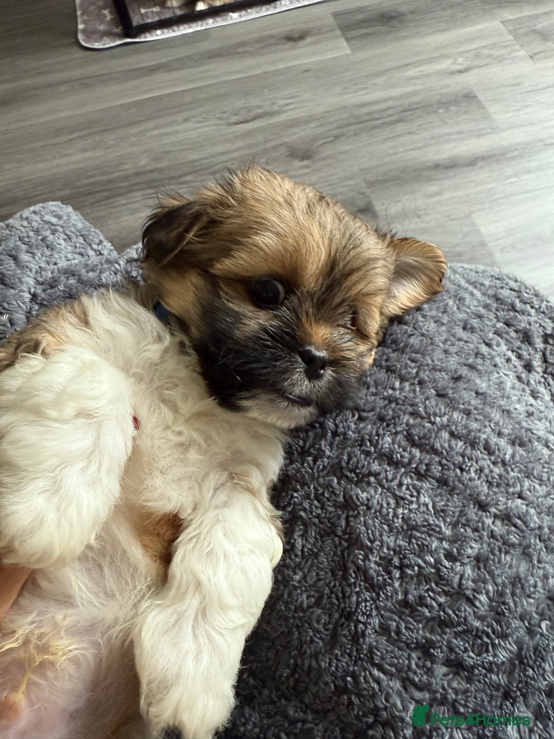 Lhasa Apso dogs for sale: 6 beautiful Lhasa's ONLY ONE BOY AND 1 GIRL LEFT  - Image 18