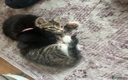 Mixed Breed cats for sale: Kittens - Image 3