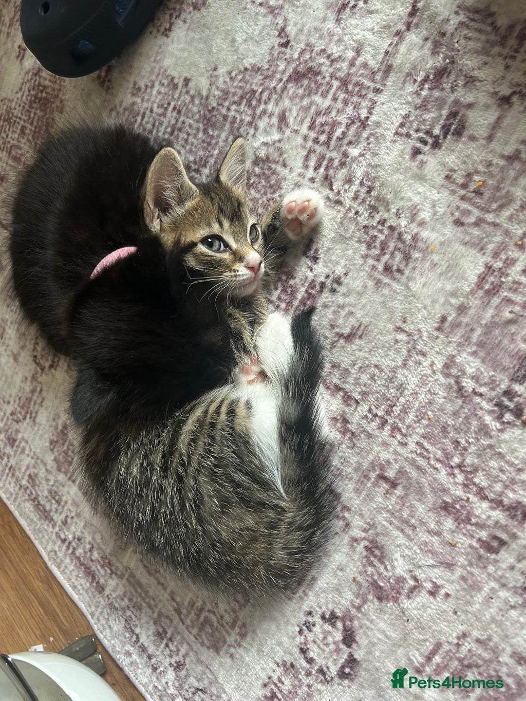 Mixed Breed cats for sale: Kittens - Image 3