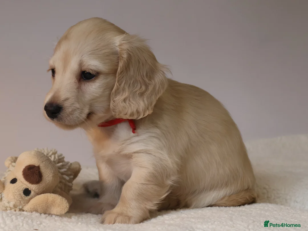 Miniature Dachshund dogs for sale: 5*Licensed+CREAMLONGHAIR+KCreg+PRACLEAR+Vetchecked - Advert 32