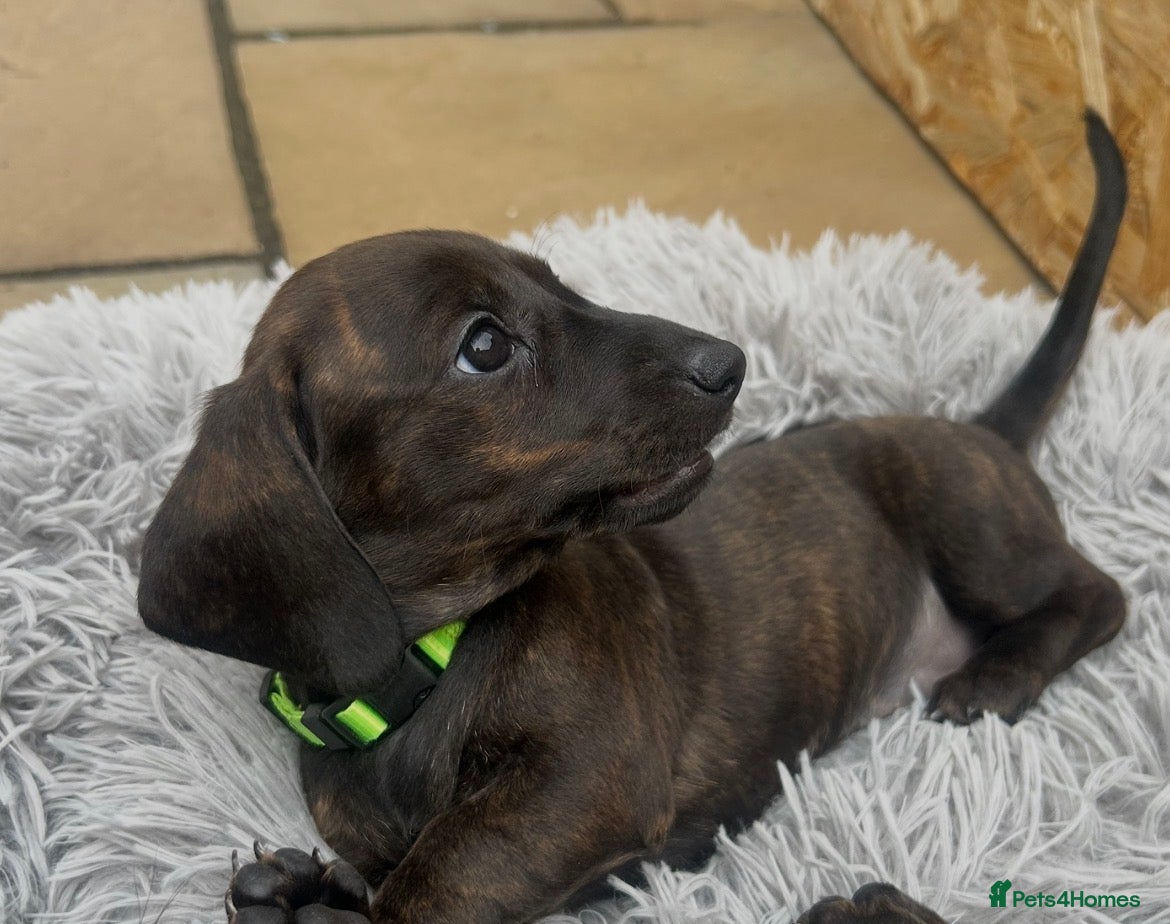 Dachshund dogs JUST 3 GIRLS LEFT!!! STUNNING KC DACHSHUNDS  - Advert 15