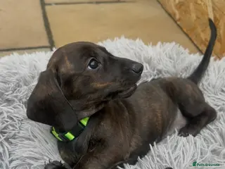 Dachshund dogs JUST 3 GIRLS LEFT!!! STUNNING KC DACHSHUNDS - Advert 15