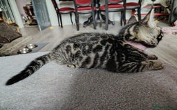 Bengal cats for sale: Bengal x Ragdoll kittens  - Image 13
