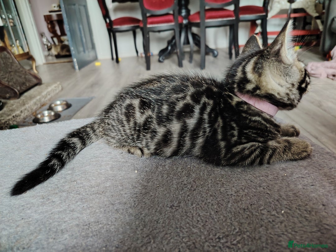 Bengal cats for sale: Bengal x Ragdoll kittens  - Image 13