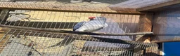 Ringnecks birds for sale: Indian Ringneck - Advert 5