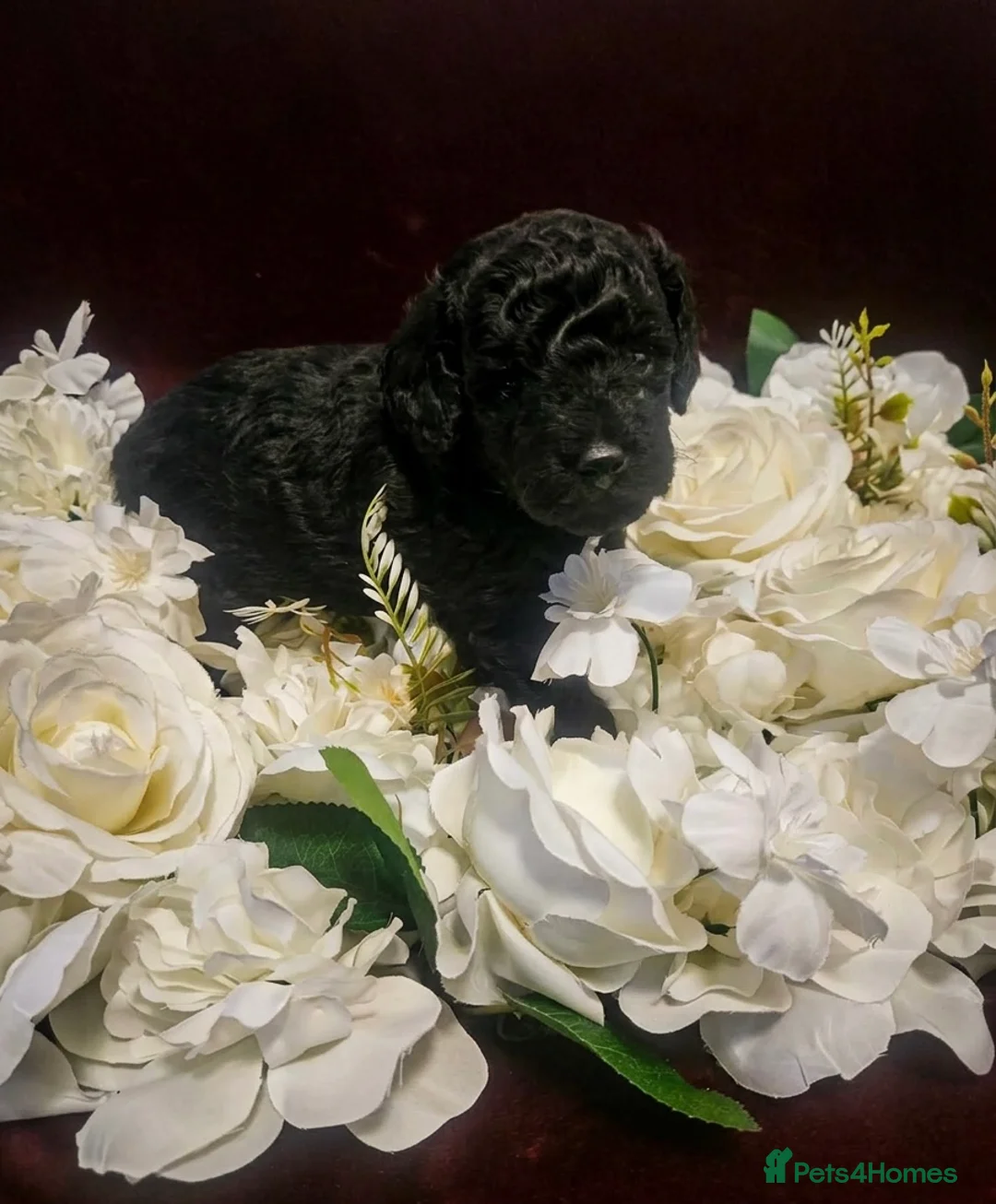 Toy Poodle dogs for sale: Kc registered toy poodle - Advert 2