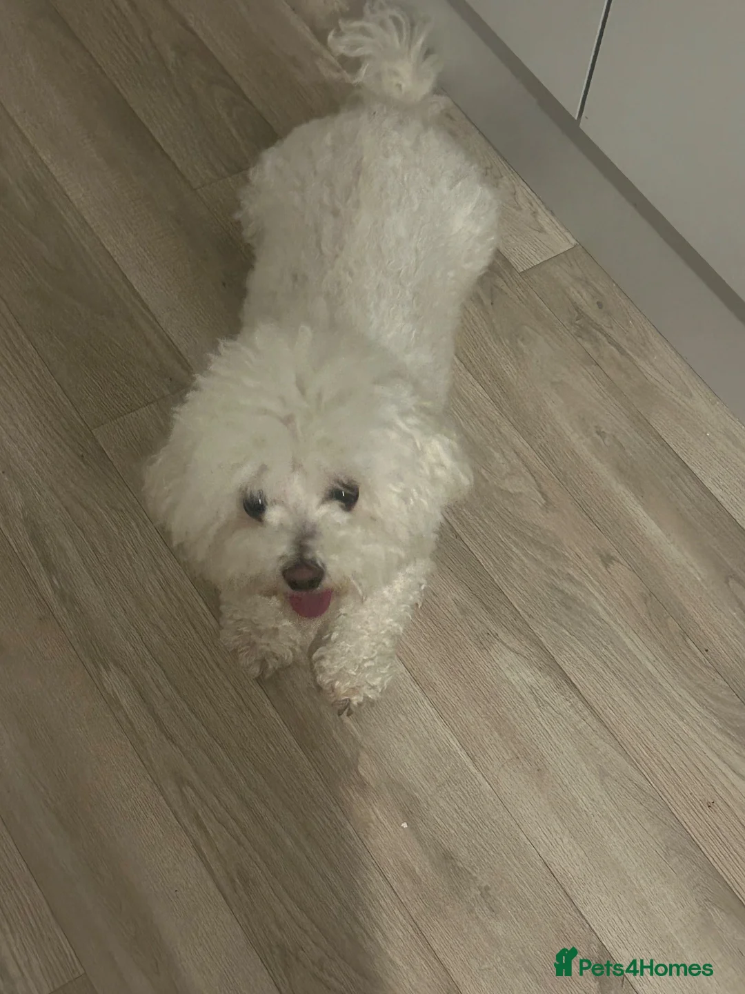 Bichon Frise dogs for sale: Bichon frise  in Prescot - Advert 3