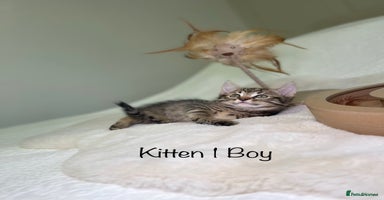 Mixed Breed cats Kittens 8 weeks old ready now  - Advert 1