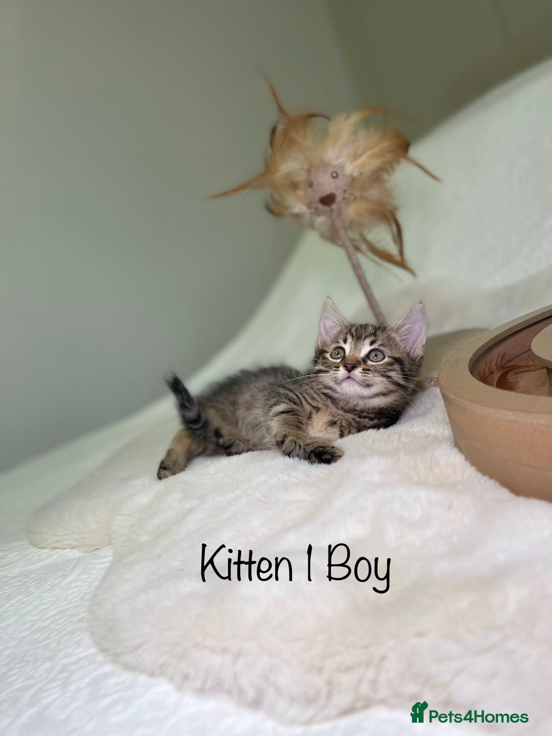 Mixed Breed cats for sale: Kittens 8 weeks old ready now  - Advert 3