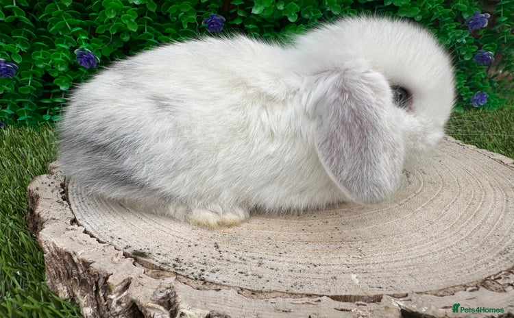 Mini Lop rabbits in Filey - Advert 11