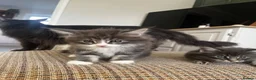 Maine Coon cats for sale: Chunky main coons 🩷🩷🩷💙 - Advert 3