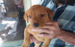 Labrador Retriever dogs for sale: Sweet labrador puppies - Image 2
