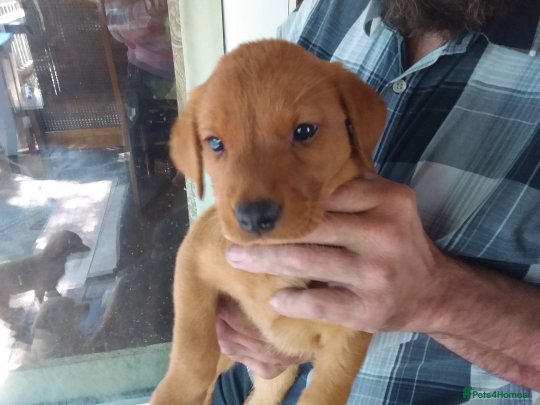 Labrador Retriever dogs for sale: Sweet labrador puppies - Image 2
