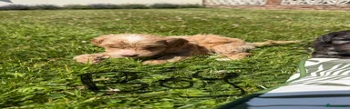 Cockapoo 1