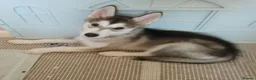 Siberian Husky dogs for sale: Stunning Siberian Husky puppies for sale - Advert 5
