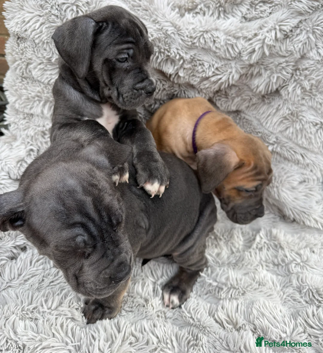 Cane Corso dogs for sale: Cane corso puppies ICCF reg 3 females left 🥰 - Advert 1