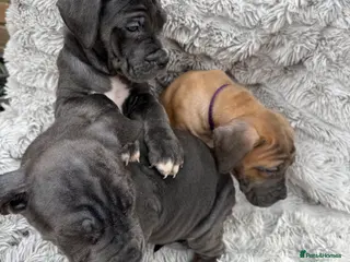 Cane Corso dogs Cane corso puppies ICCF reg 3 females left 🥰 - Advert 2