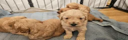 Mini Goldendoodle dogs for sale: Beautiful Mini Golden doodles available - Advert 18