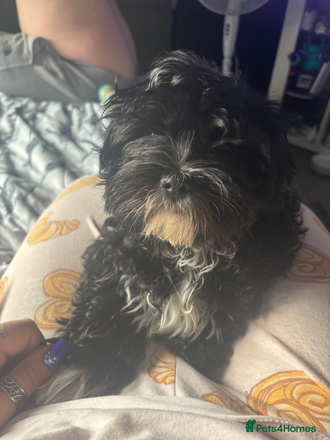 Shihpoo dogs for sale: Shi poo  - Image 3