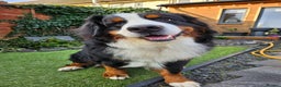 Bernese Mountain Dog dogs for stud: Proven health tested BMD handsome boy for stud. in Northampton - Advert 3