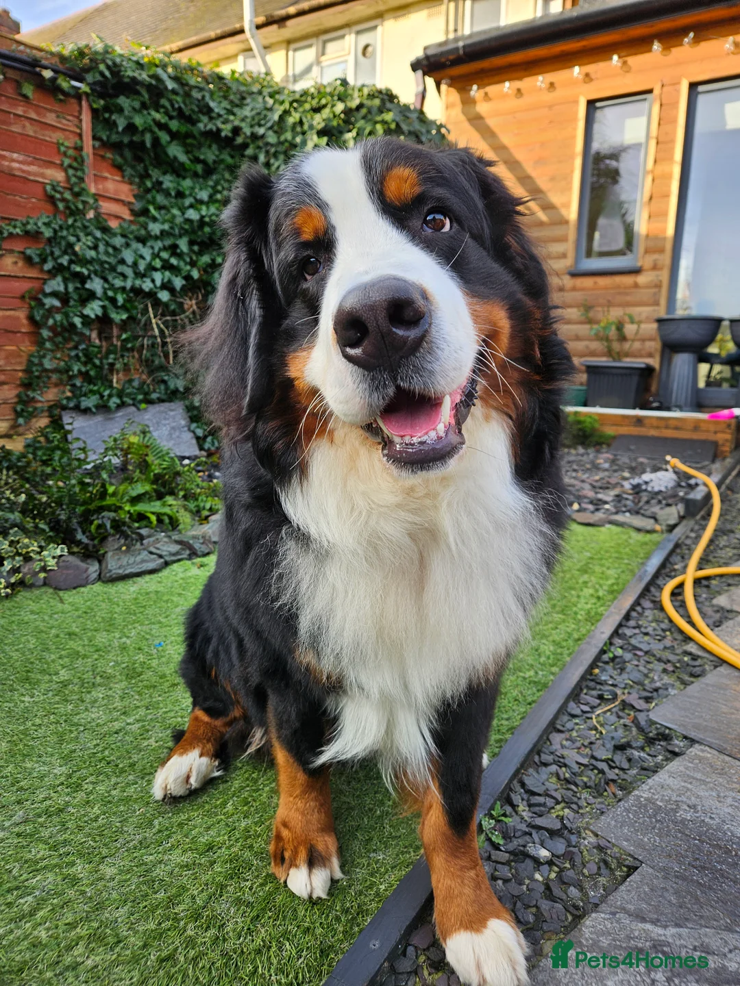 Bernese Mountain Dog dogs for stud: Proven health tested BMD handsome boy for stud. in Northampton - Advert 3