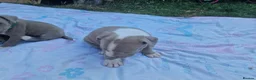 Staffordshire Bull Terrier dogs for sale: Staffordshire bully puppies  - Advert 22