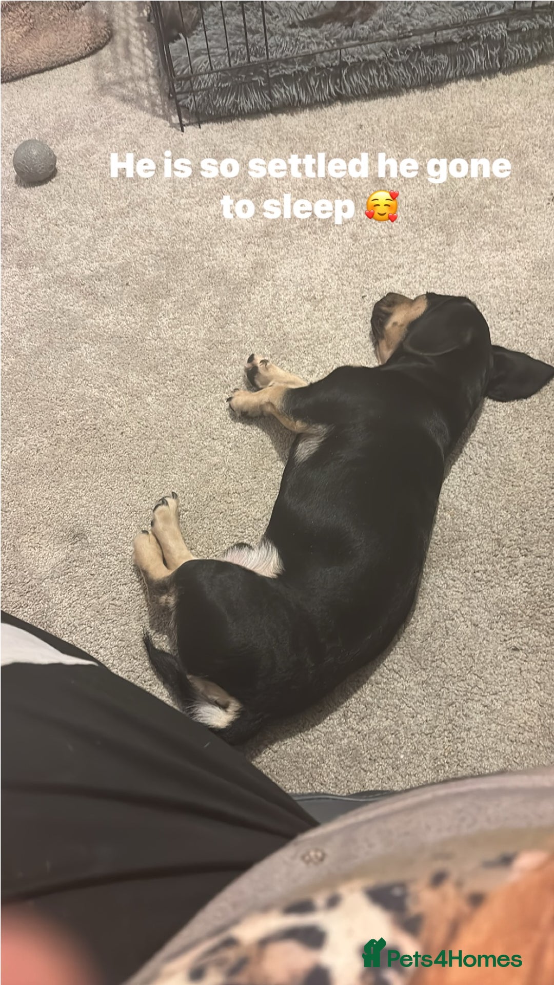 Mixed Breed dogs for sale: Small mixed breed boy - Advert 5