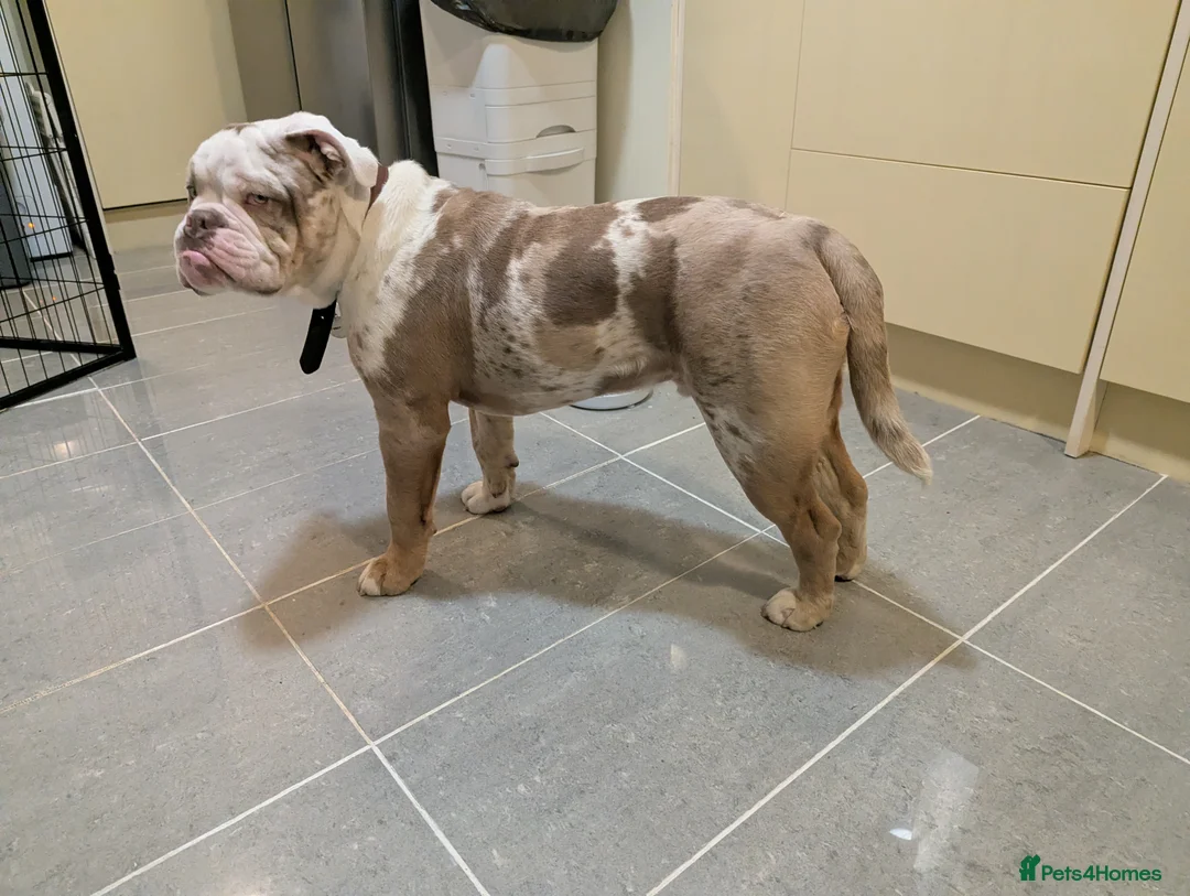 Olde English Bulldogge dogs for sale: 8 month male older English bull dog - Advert 3
