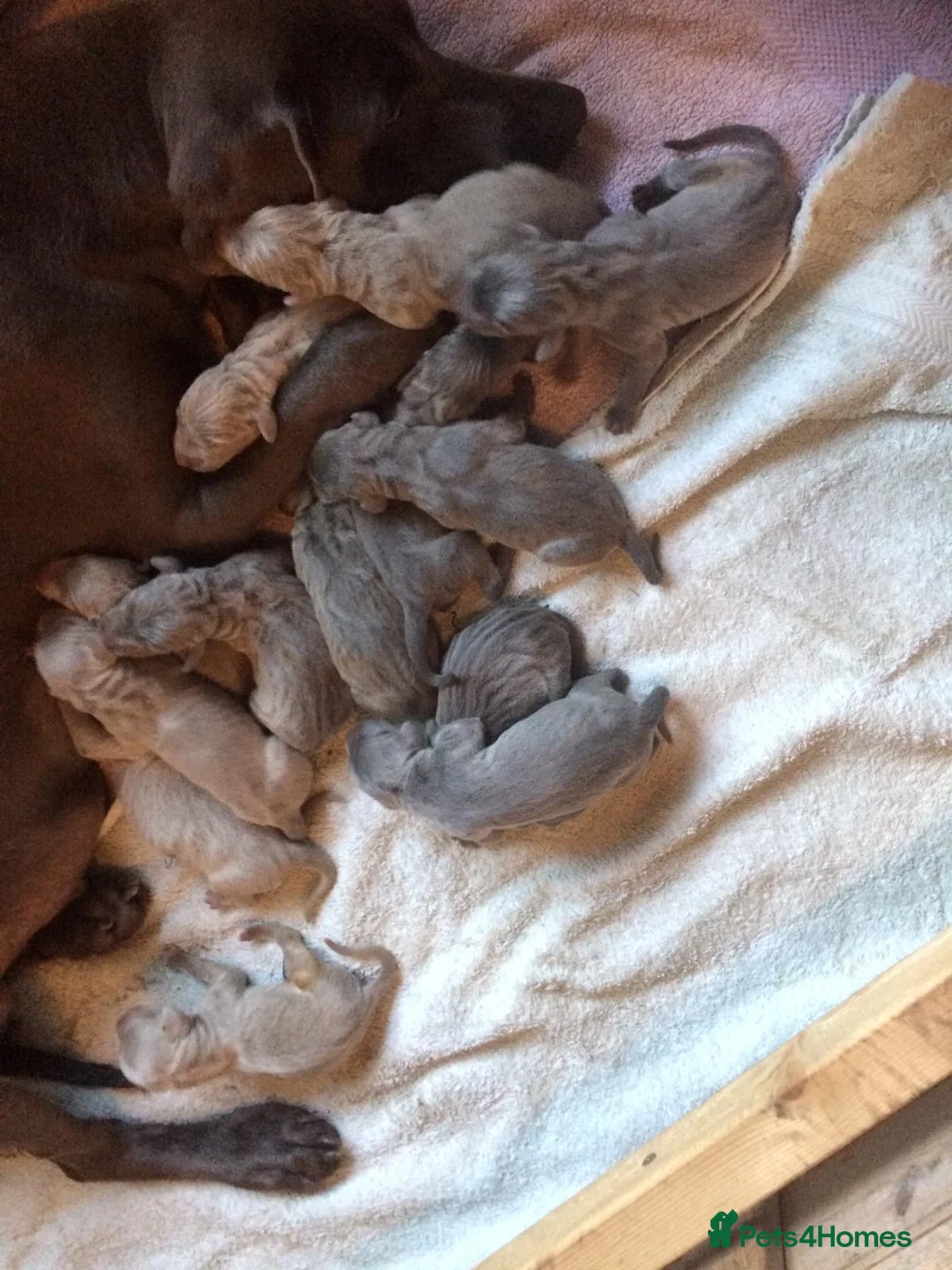 Weimaraner dogs for sale: As on TV: KC Reg Working Weim BLUE and SILVER - Advert 13