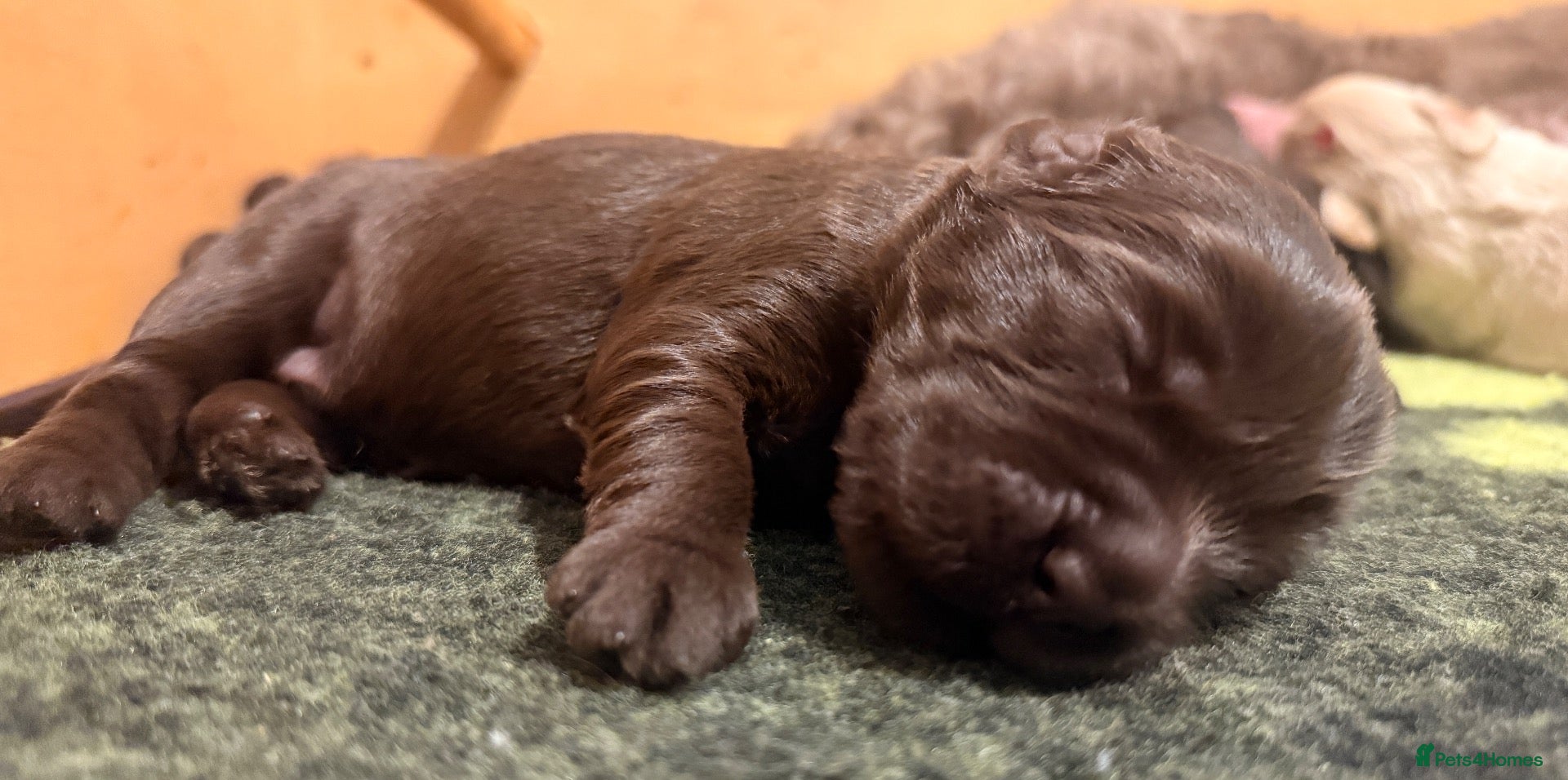 Australian Labradoodle dogs     🐾 Adorable Australian Labradoodle Puppies  - Advert 2