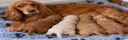 Cockapoo dogs for sale: F1 Toy Red Cockapoo Puppies - Advert 4