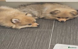 Pomeranian dogs for sale: 🐾✨ Fluffy Teddy Pomeranian Puppies ✨🐾 Ready now! - Image 9