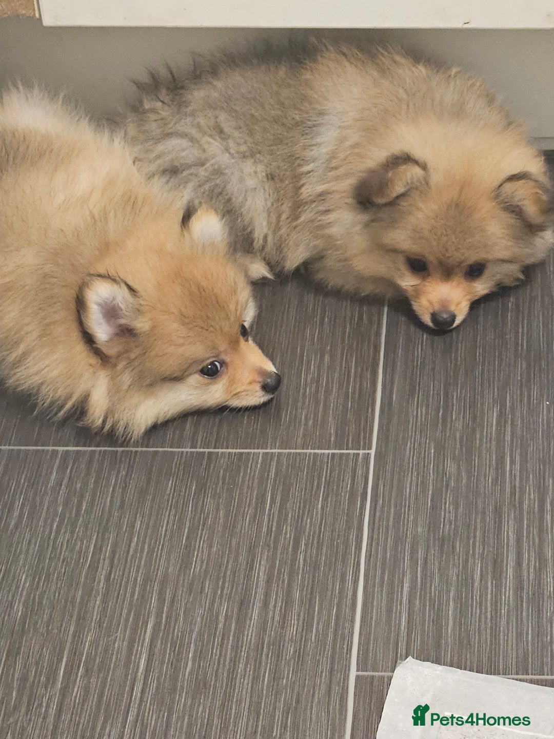 Pomeranian dogs for sale: 🐾✨ Fluffy Teddy Pomeranian Puppies ✨🐾 Ready now! - Image 9