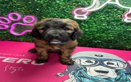 Mixed Breed dogs for sale: F1 Saint Berdoodles - Image 32