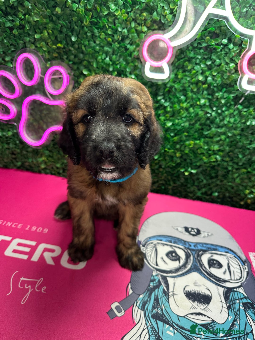 Mixed Breed dogs for sale: F1 Saint Berdoodles - Image 32