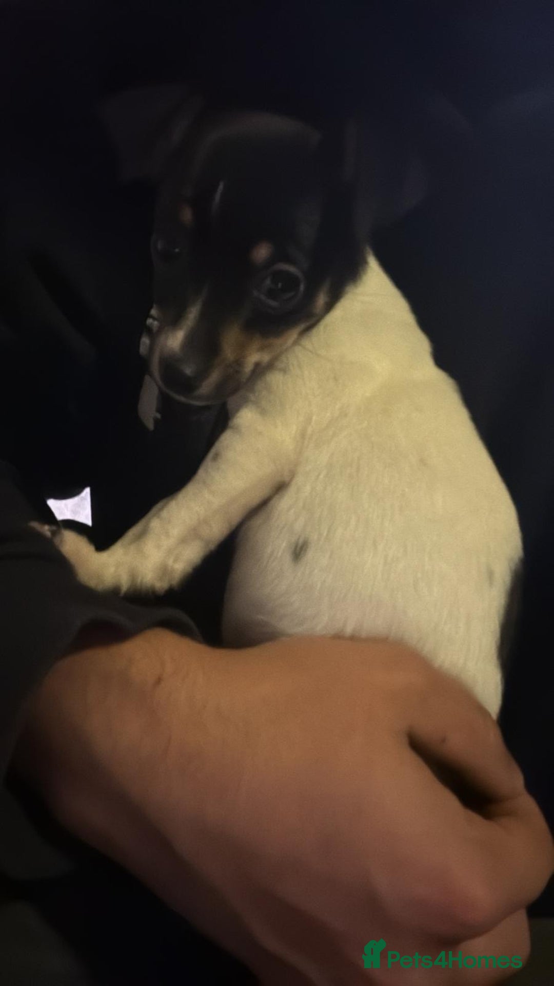 Jack Russell dogs for sale: Girl jack Russell puppy  - Image 2