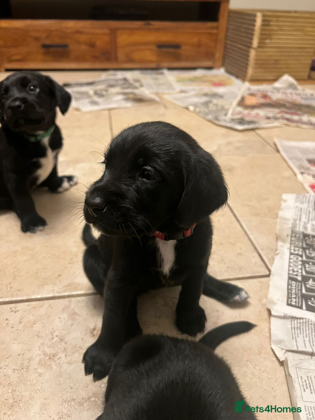 Springador dogs for sale: Springador Puppies - Advert 5