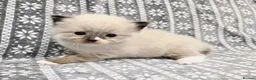 Ragdoll cats for stud: Blue Point Champion Line GCCF Registered Stud in Maidstone - Advert 21