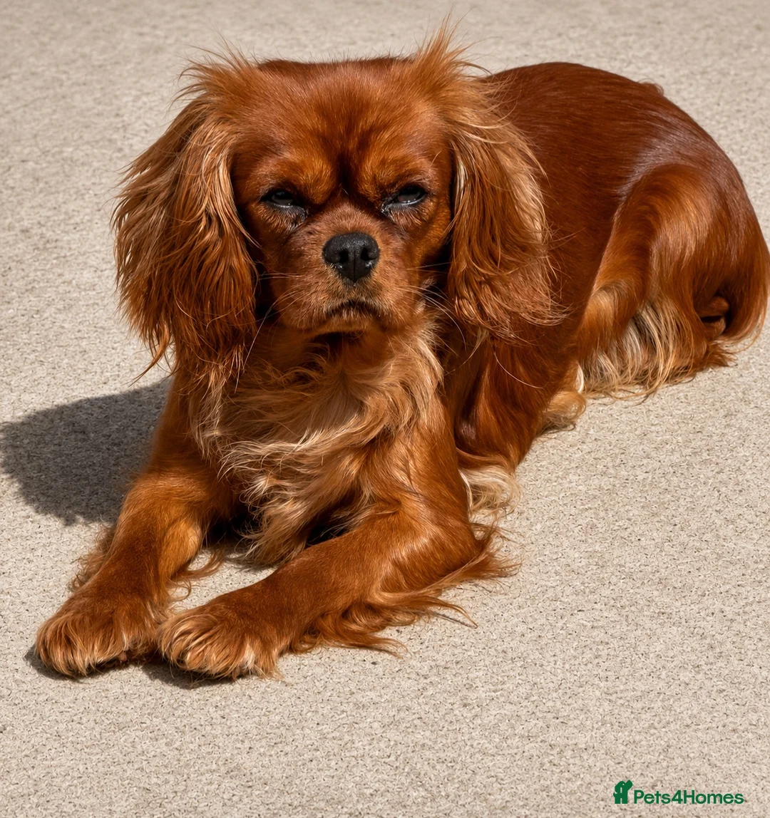Cavalier King Charles Spaniel dogs for sale: Stunning 2 year old KC cavalier  - Advert 1