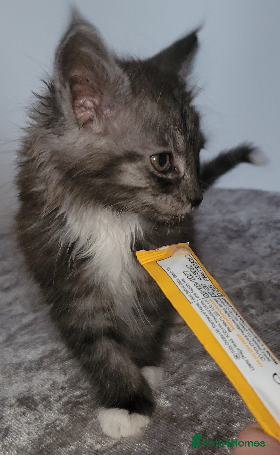 Maine Coon cats for sale: Maine coon X  - Image 7