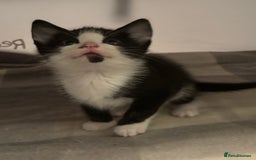 Domestic Shorthair cats for sale: Beautiful friendly Kittens  - Image 24