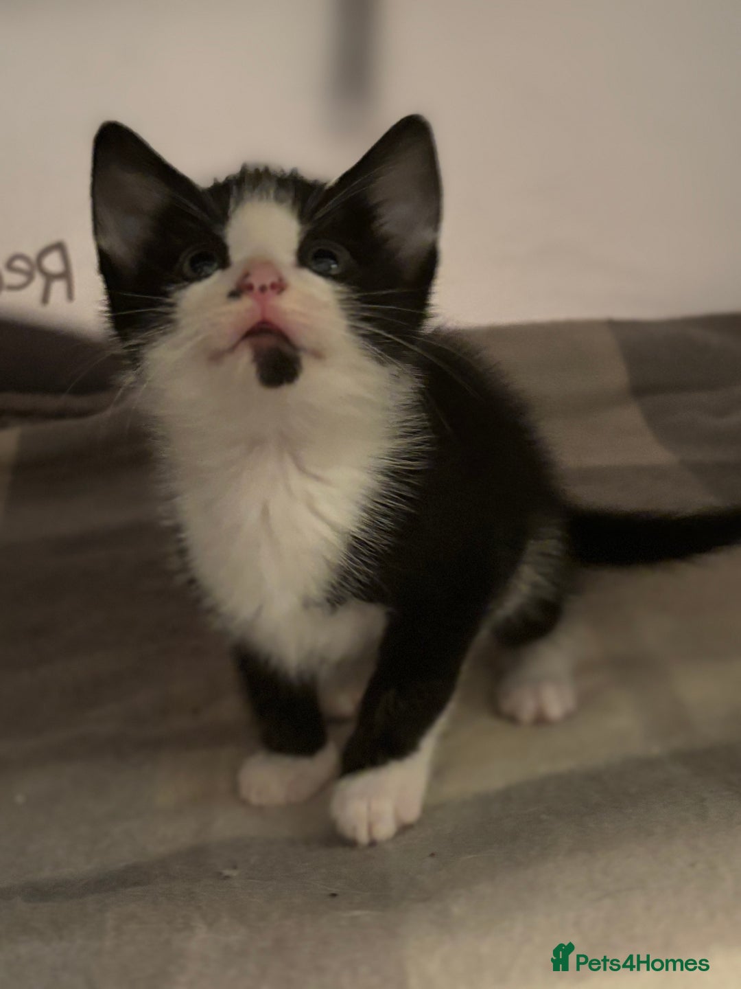Domestic Shorthair cats for sale: Beautiful friendly Kittens  - Image 24