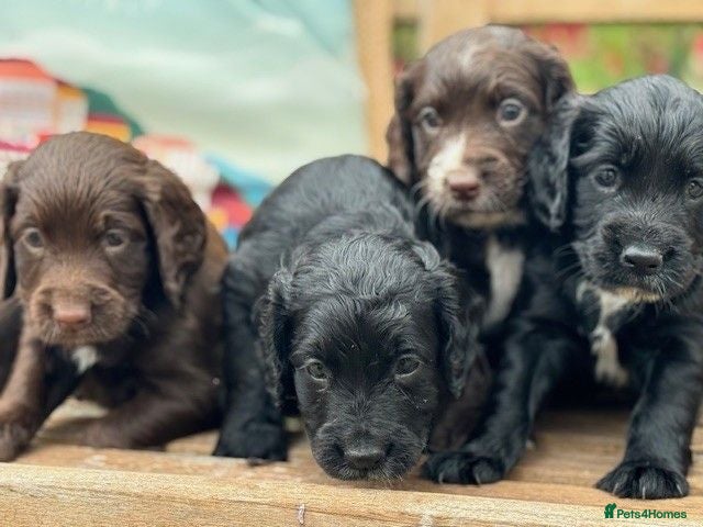 Cocker Spaniel dogs Excellent Litter of KC reg Working Cocker Spaniels - Advert 1