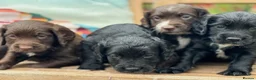 Cocker Spaniel dogs for sale: Excellent Litter of KC reg Working Cocker Spaniels in Doncaster - Advert 1
