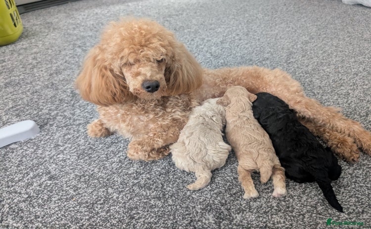 Miniature Poodle dogs - Advert 1