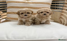 Maltipoo dogs for sale: tea cup maltipoo puppies for sale  - Image 8